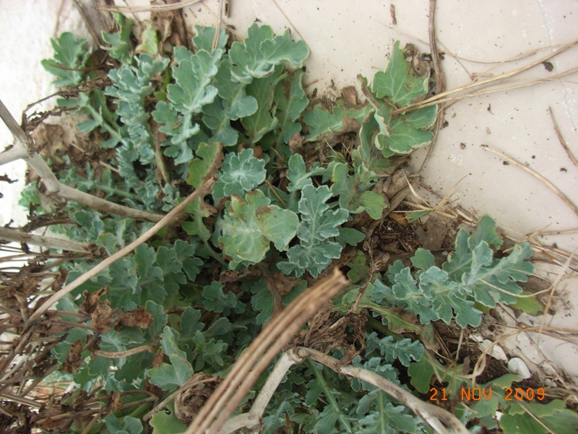 Ecco perch lo chiamano cornuto! Glaucium flavum